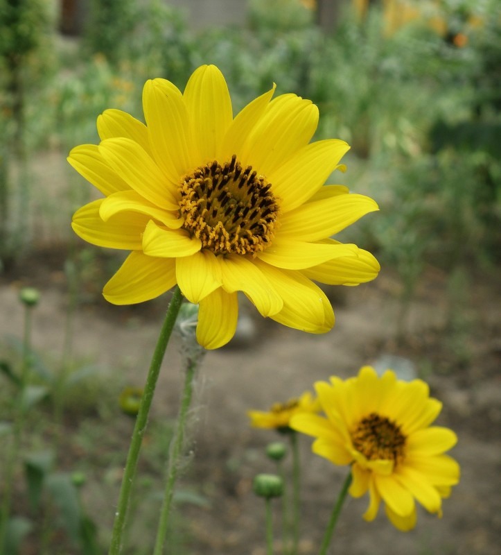 Image of Helianthus rigidus ssp. subrhomboideus specimen.