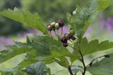 Crataegus chlorosarca