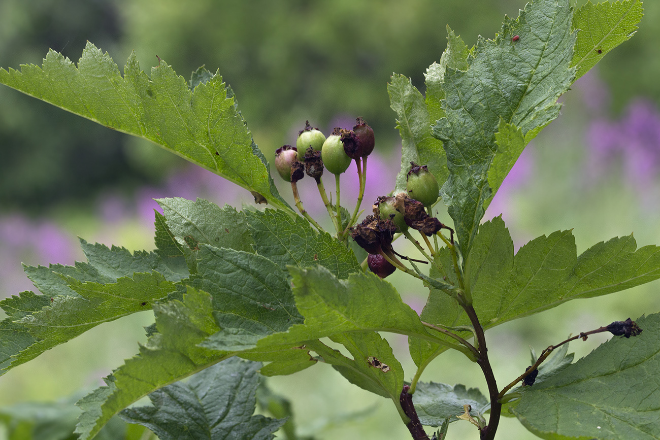 Image of Crataegus chlorosarca specimen.