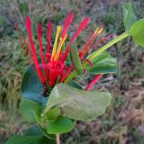 Tristerix corymbosus
