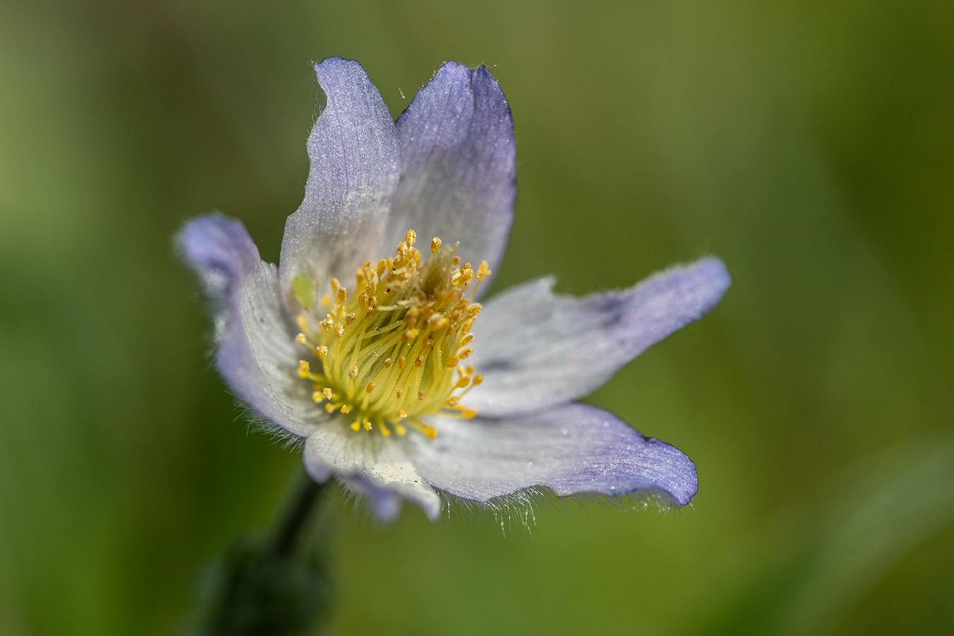 Image of Pulsatilla violacea specimen.