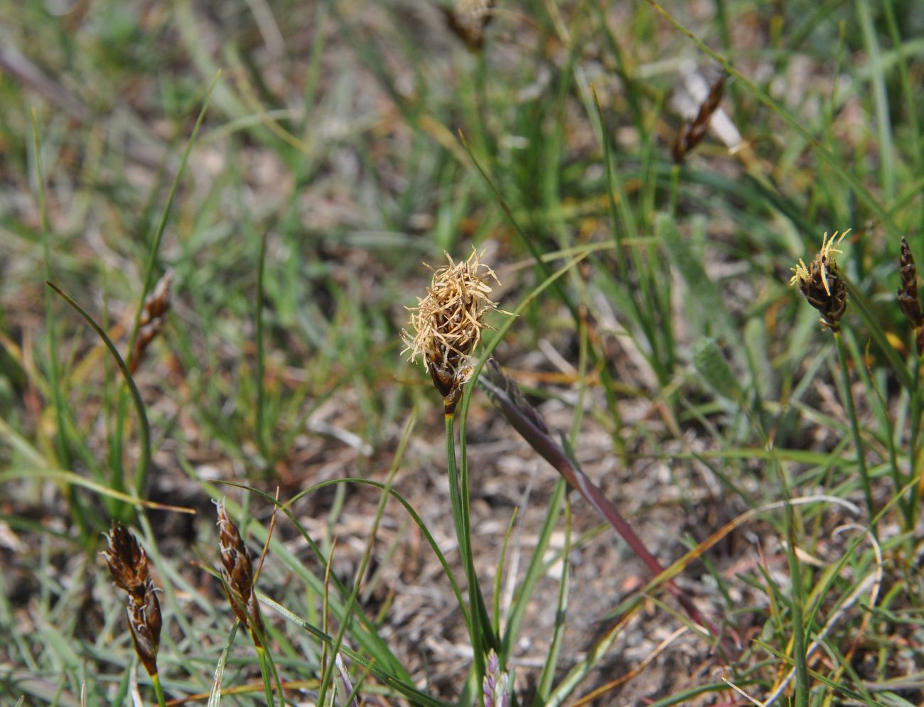 Изображение особи род Carex.