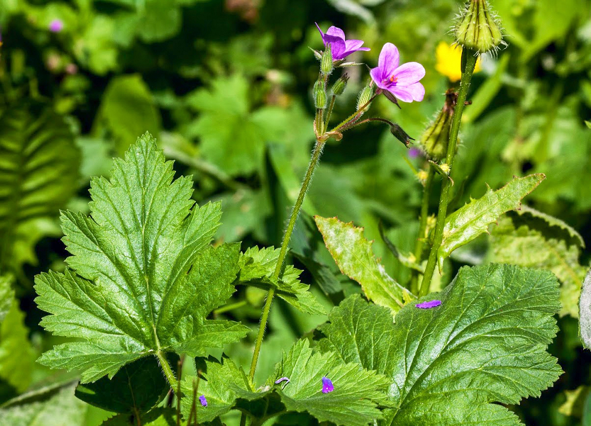 Изображение особи род Erodium.