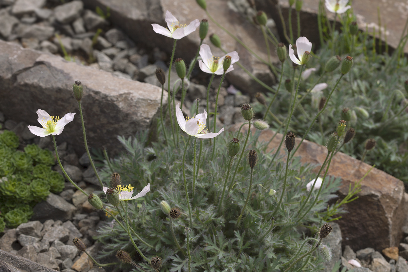 Image of Papaver alboroseum specimen.