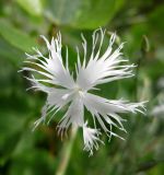 Dianthus pseudosquarrosus