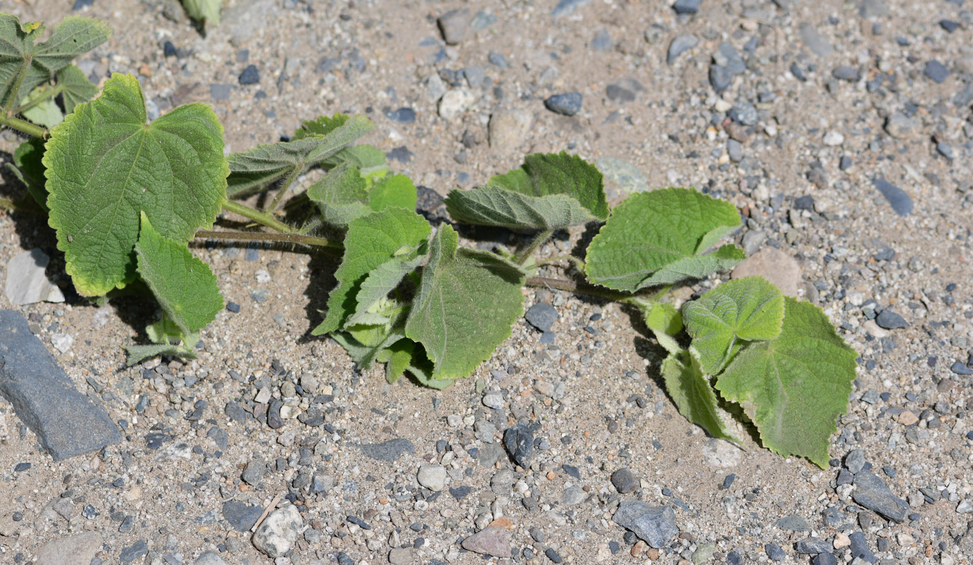 Image of Herissantia crispa specimen.