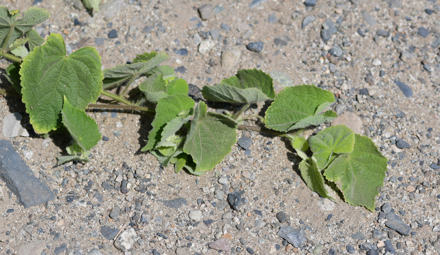 Изображение особи Herissantia crispa.