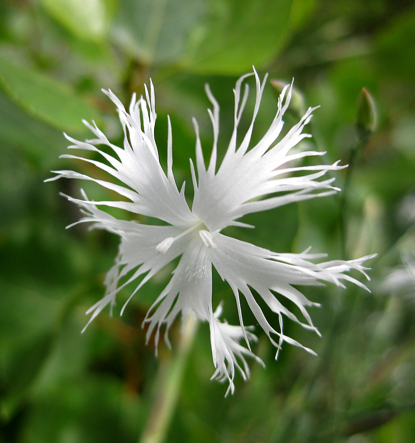 Image of Dianthus pseudosquarrosus specimen.