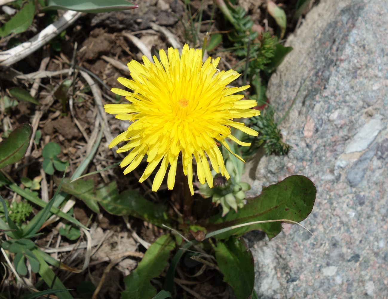 Изображение особи Taraxacum maracandicum.