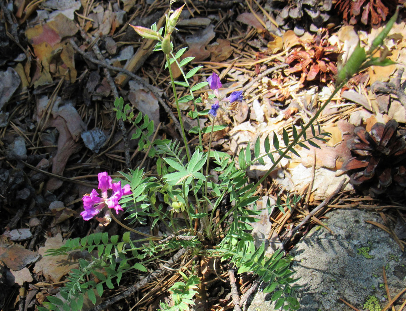 Image of Oxytropis brevicaulis specimen.