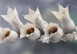 Image of taxon representative. Author is Лида Онищенко