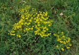 Euphorbia stepposa