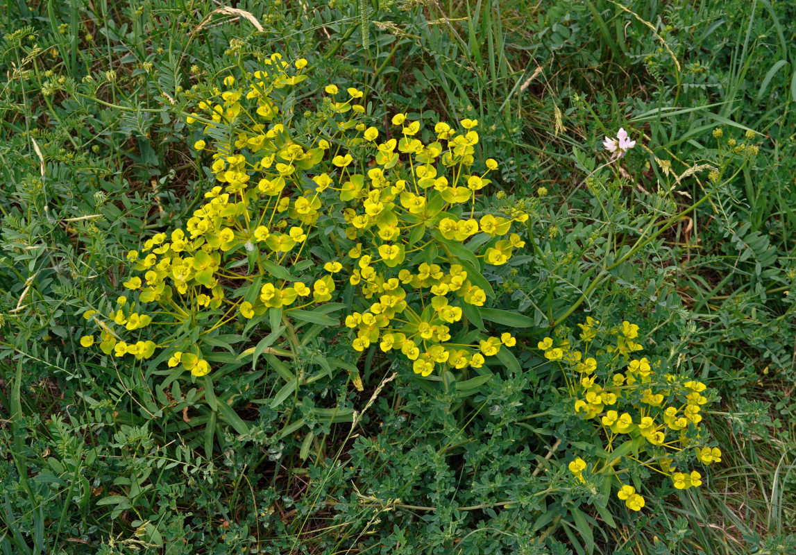 Image of Euphorbia stepposa specimen.