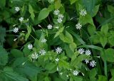 Stellaria nemorum