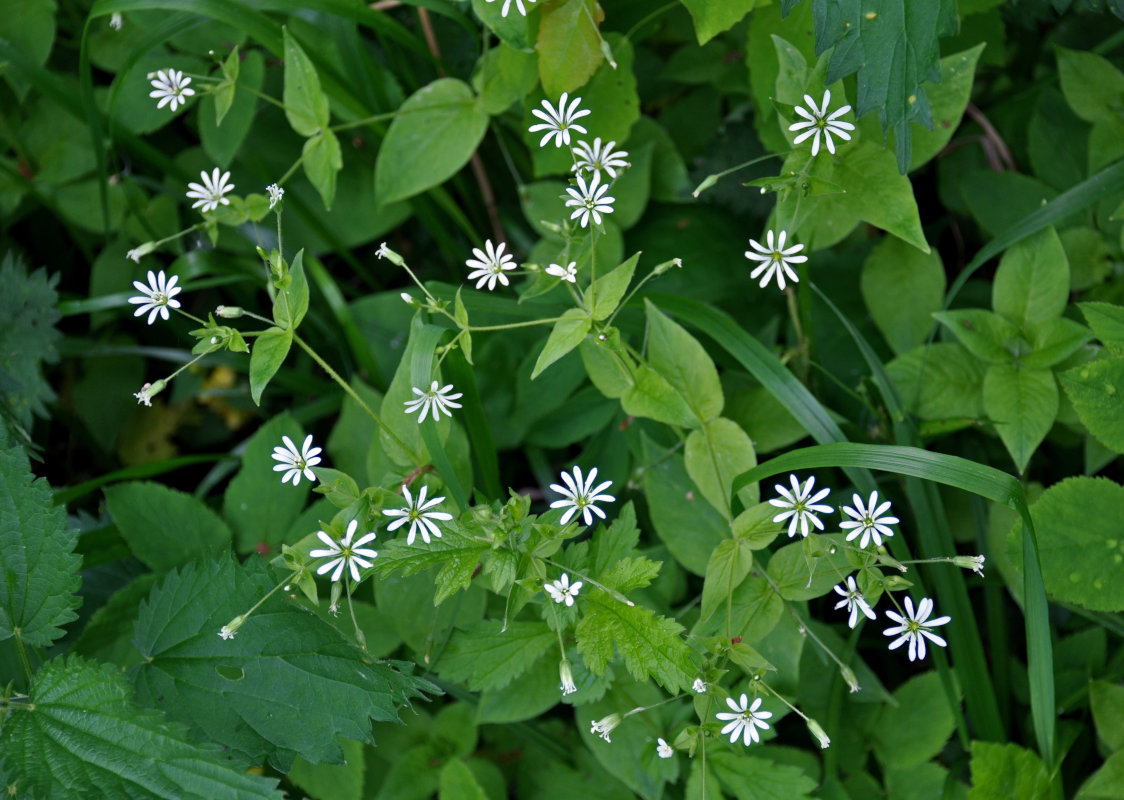 Image of Stellaria nemorum specimen.