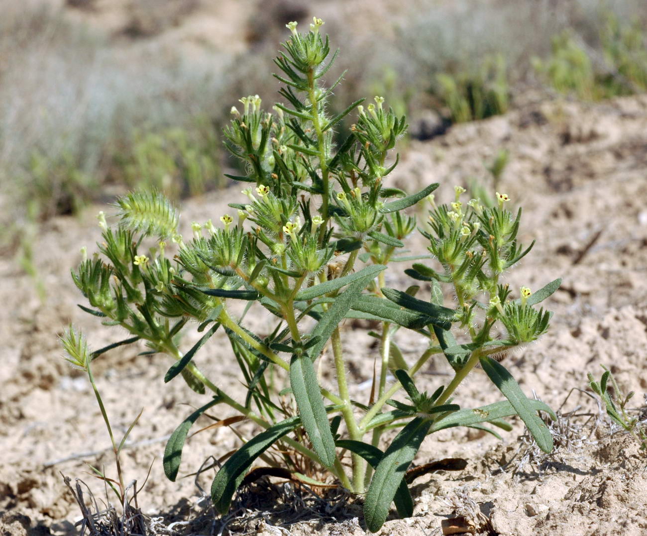 Изображение особи Arnebia decumbens.