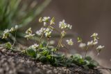 Erophila verna
