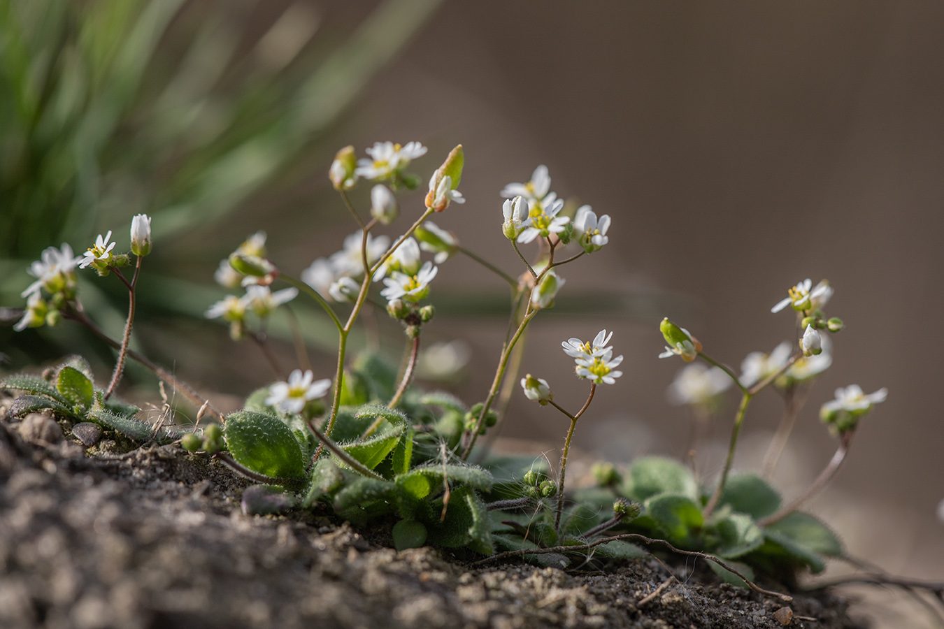 Изображение особи Erophila verna.