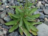 Sonchus arenicola