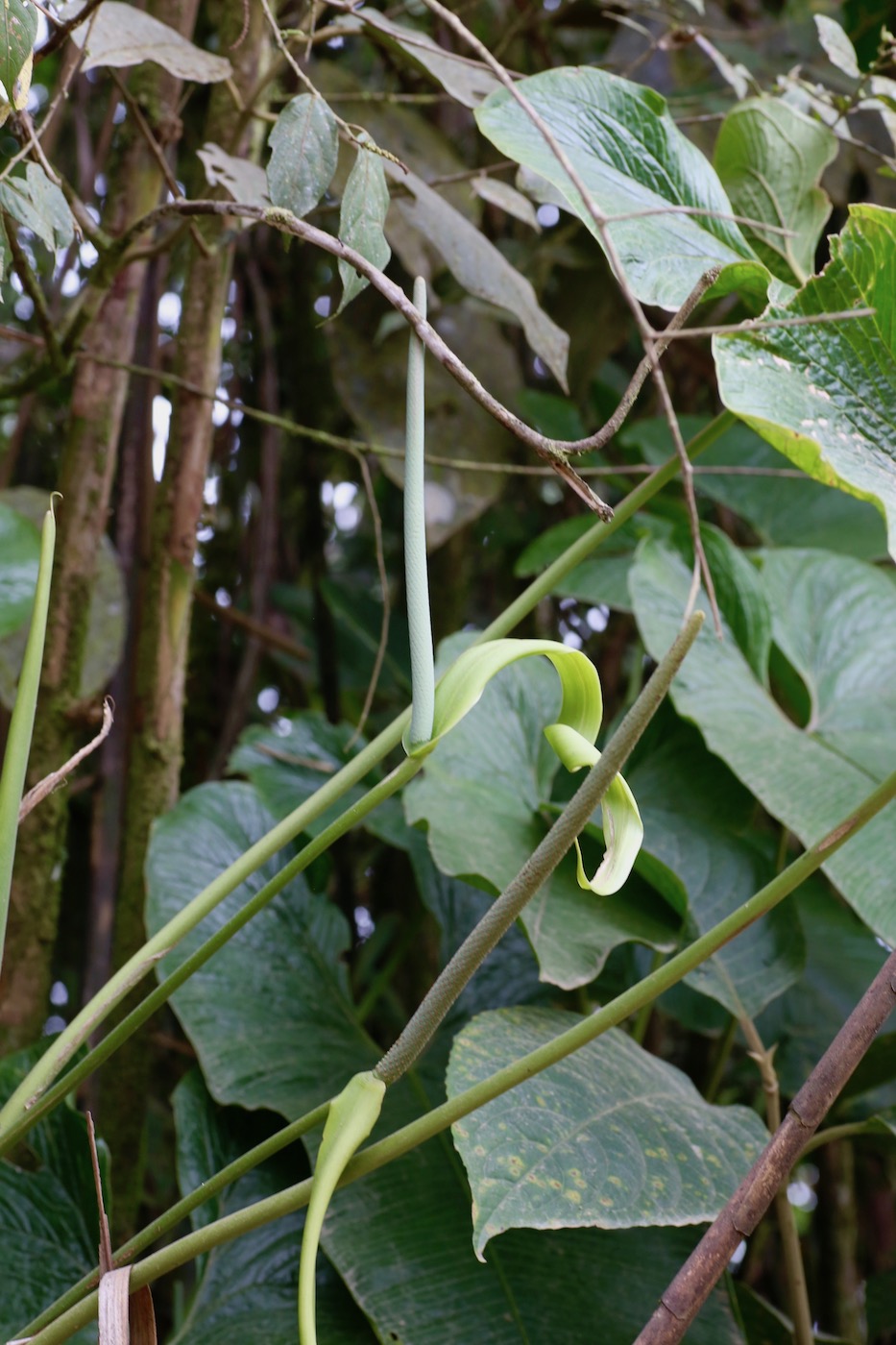 Image of Anthurium argyrostachyum specimen.