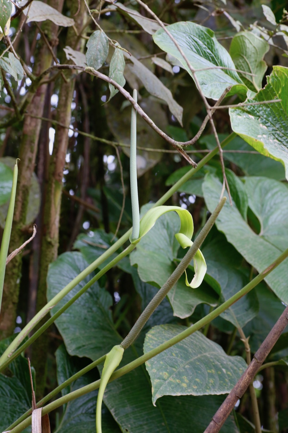 Изображение особи Anthurium argyrostachyum.