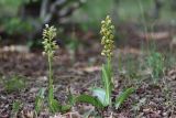 Orchis × wulffiana. Цветущие растения. Крым, Севастополь, р-н мыса Фиолент, пушистодубовое редколесье. 09.05.2020.