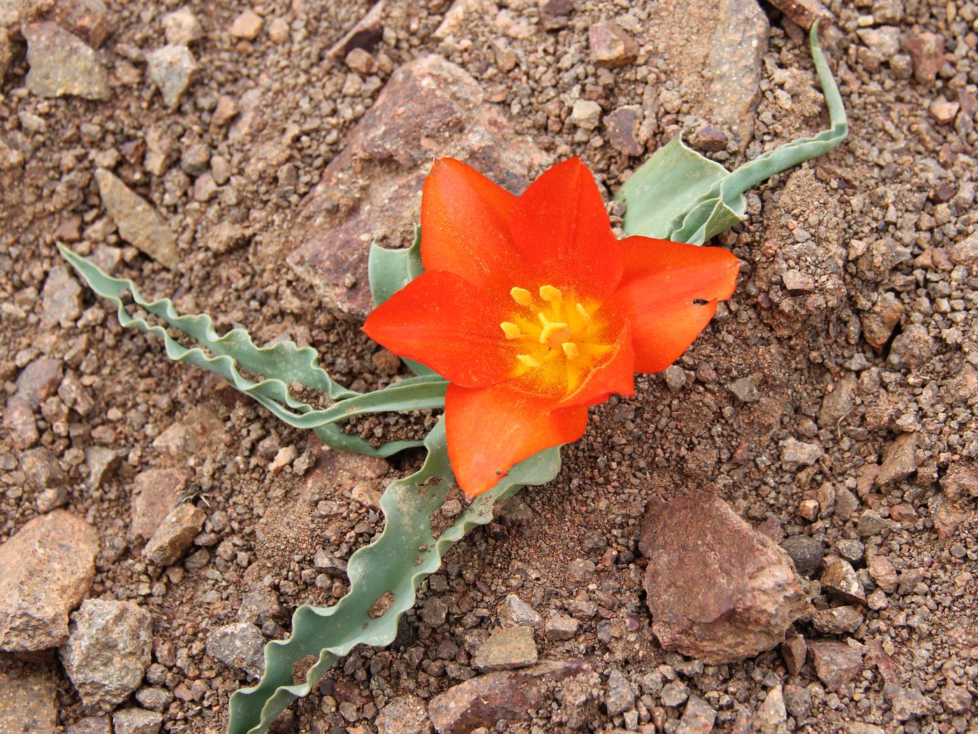 Изображение особи Tulipa dubia.