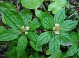 Chamaepericlymenum canadense. Отцветающие растения (вид сверху). Хабаровский край, г. Советская гавань, парк моряков на берегу залива. 18.07.2019.