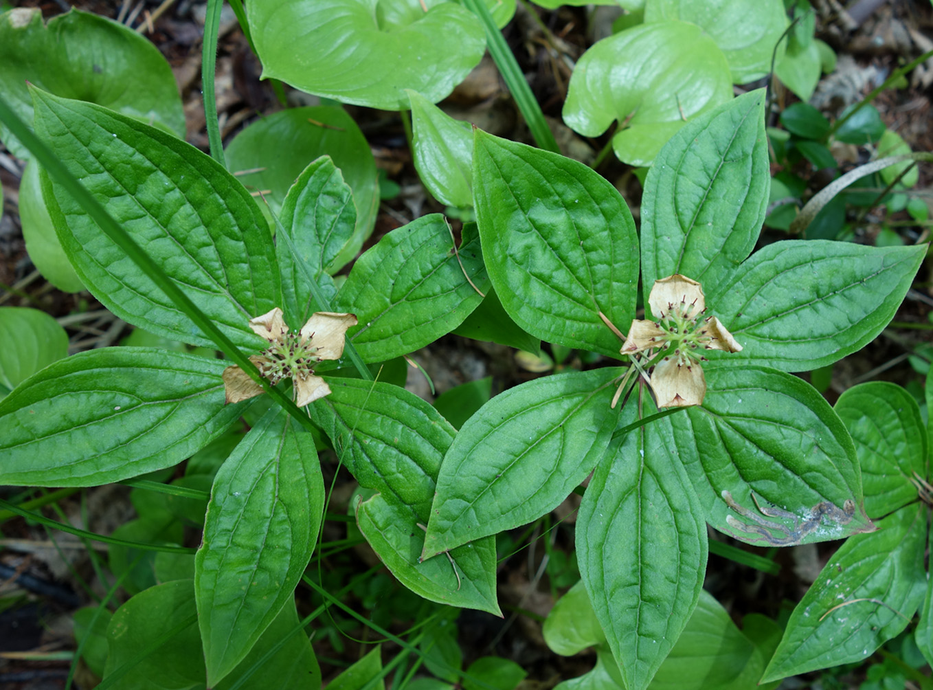 Изображение особи Chamaepericlymenum canadense.