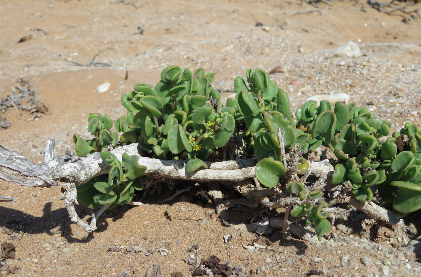 Изображение особи Tetragonia decumbens.