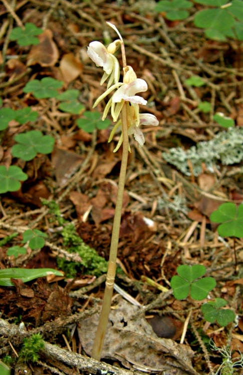 Image of Epipogium aphyllum specimen.