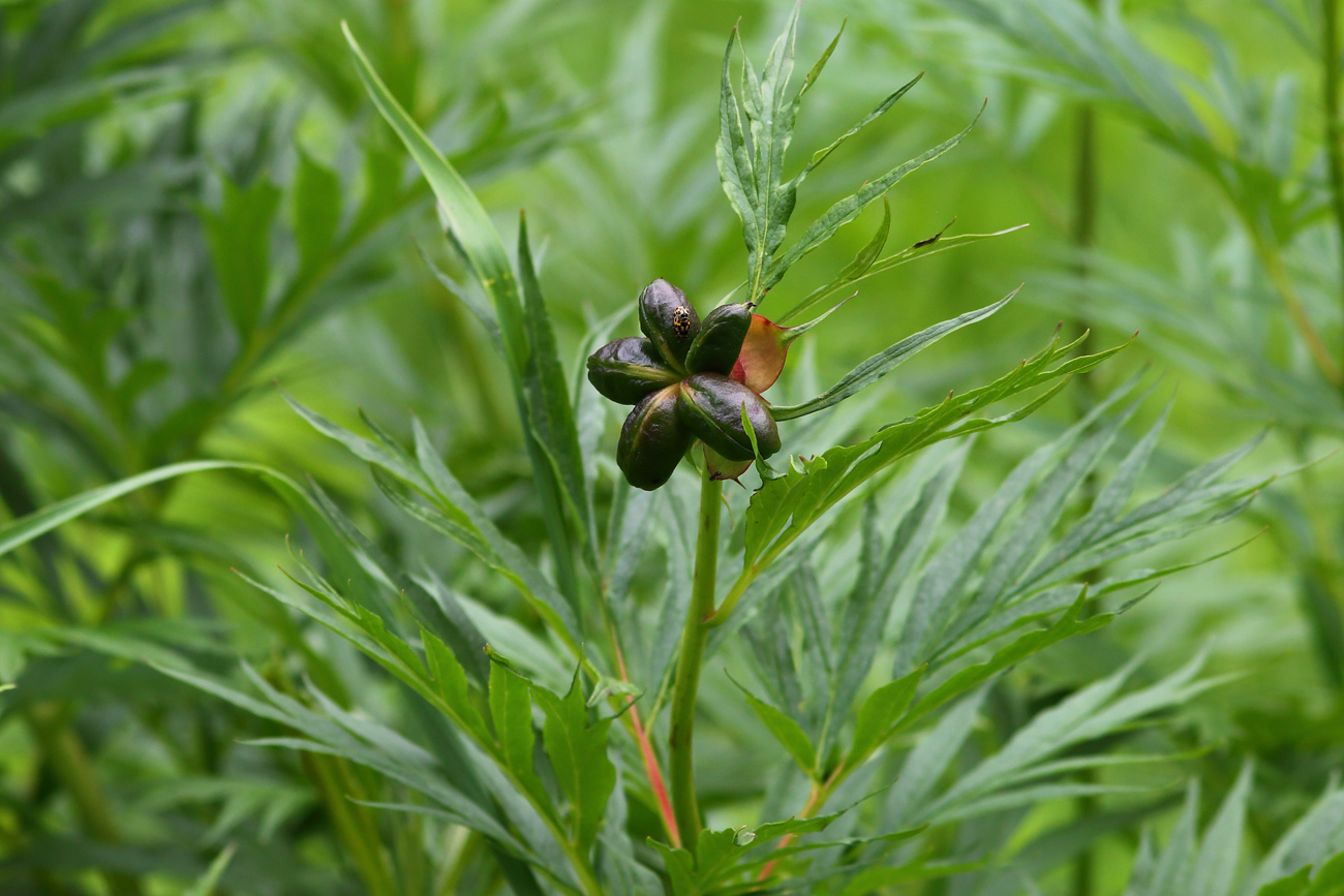 Изображение особи Paeonia anomala.