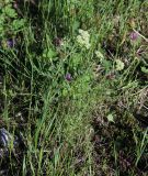 Achillea nobilis