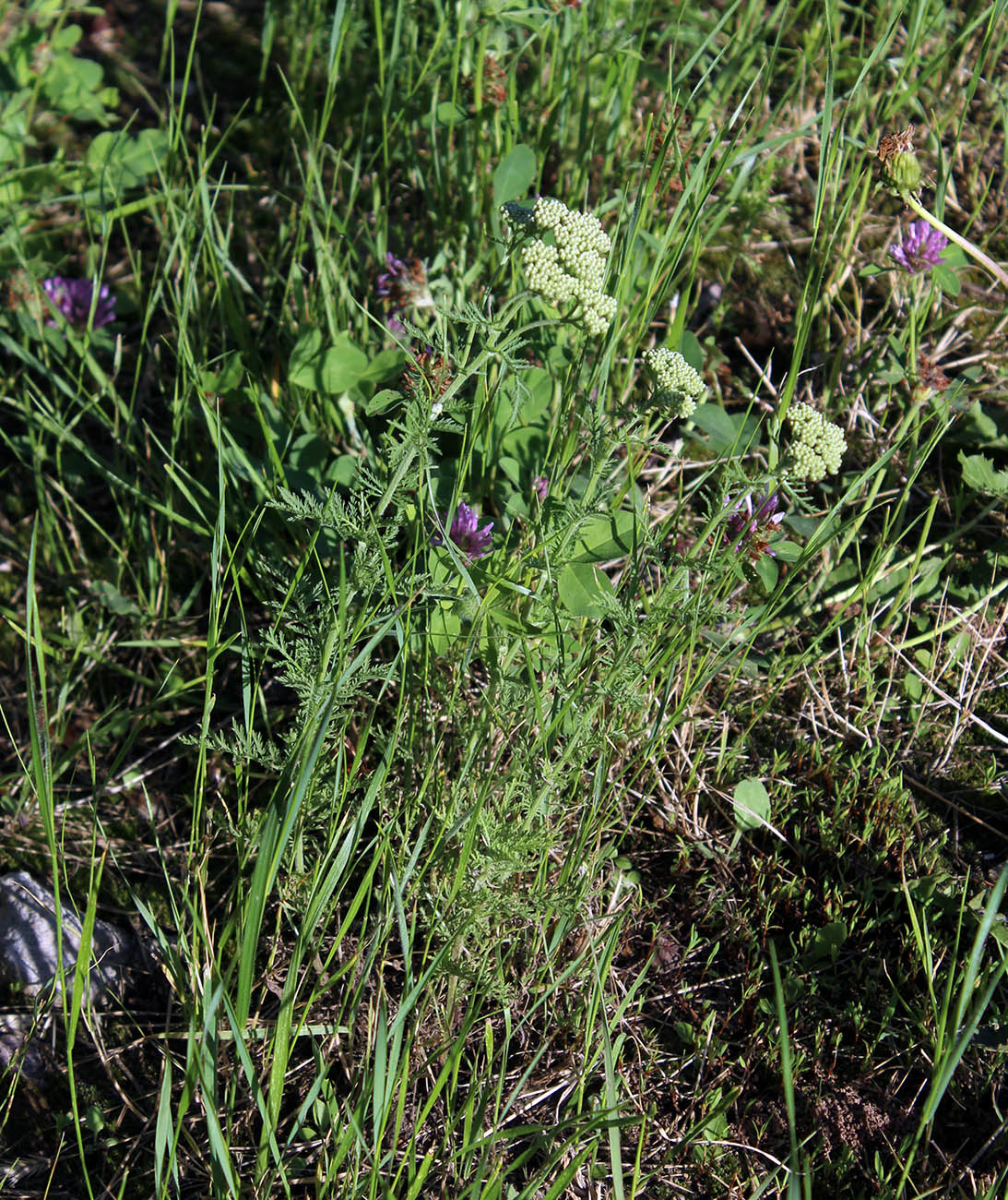 Изображение особи Achillea nobilis.