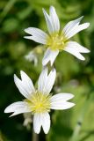 Cerastium purpurascens. Цветки. Адыгея, Кавказский биосферный заповедник, плато Лаго-Наки, 2040 м н.у.м., субальпийский луг. 04.07.2020.