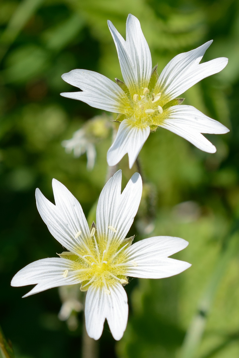 Image of Cerastium purpurascens specimen.