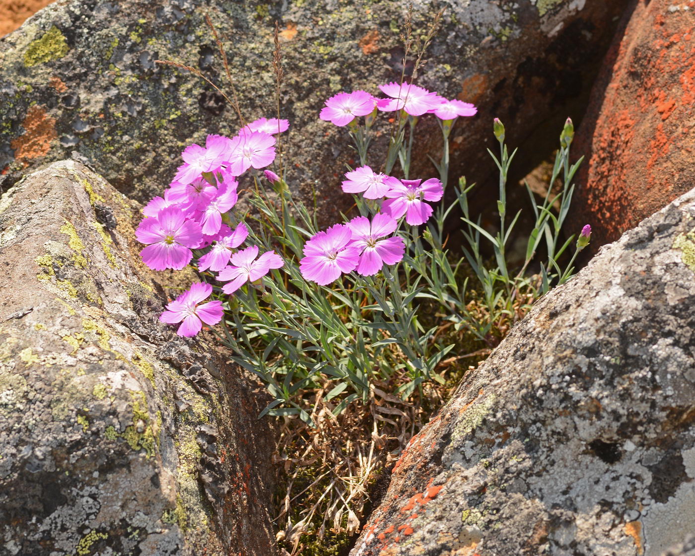Image of Dianthus repens specimen.