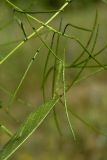 Sisymbrium strictissimum