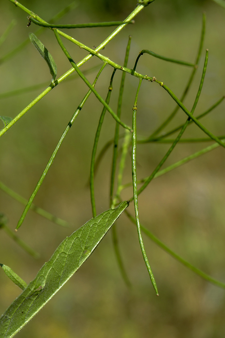 Изображение особи Sisymbrium strictissimum.