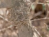 Tillandsia recurvata