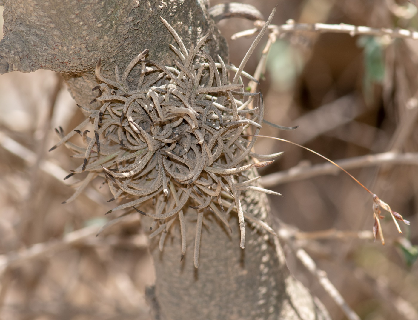 Изображение особи Tillandsia recurvata.