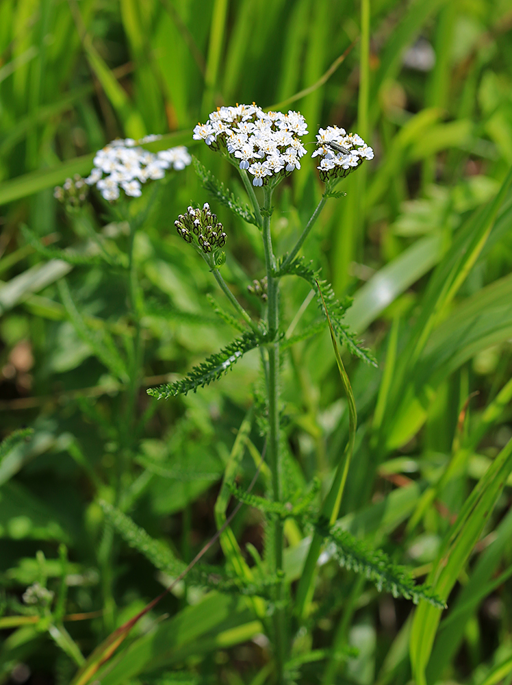 Image of Achillea nigrescens specimen.