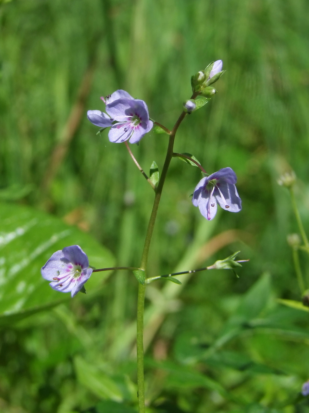 Image of Veronica americana specimen.