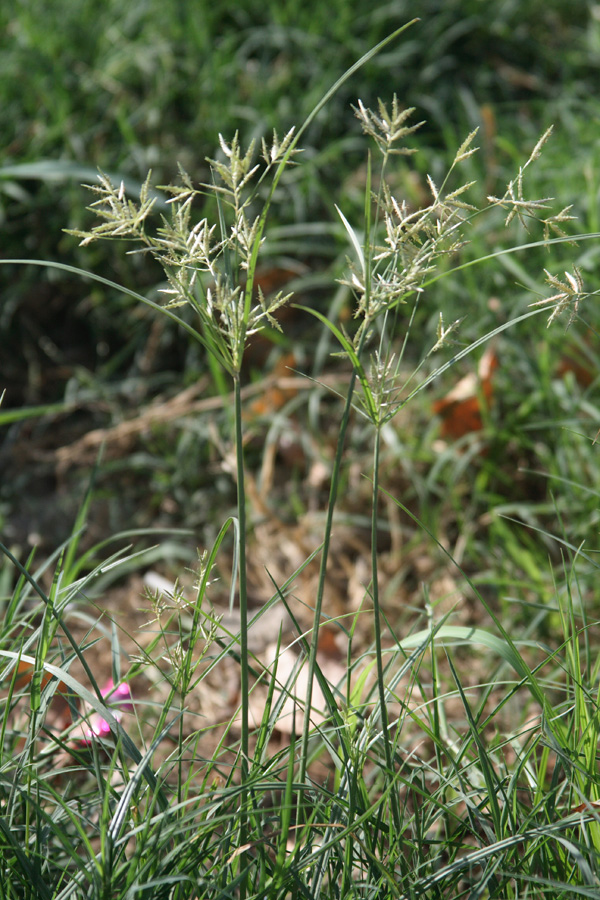 Image of Cyperus rotundus specimen.