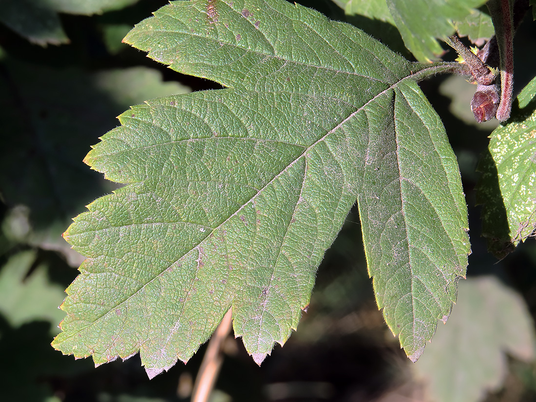 Image of Crataegus maximowiczii specimen.