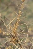 Cuscuta campestris