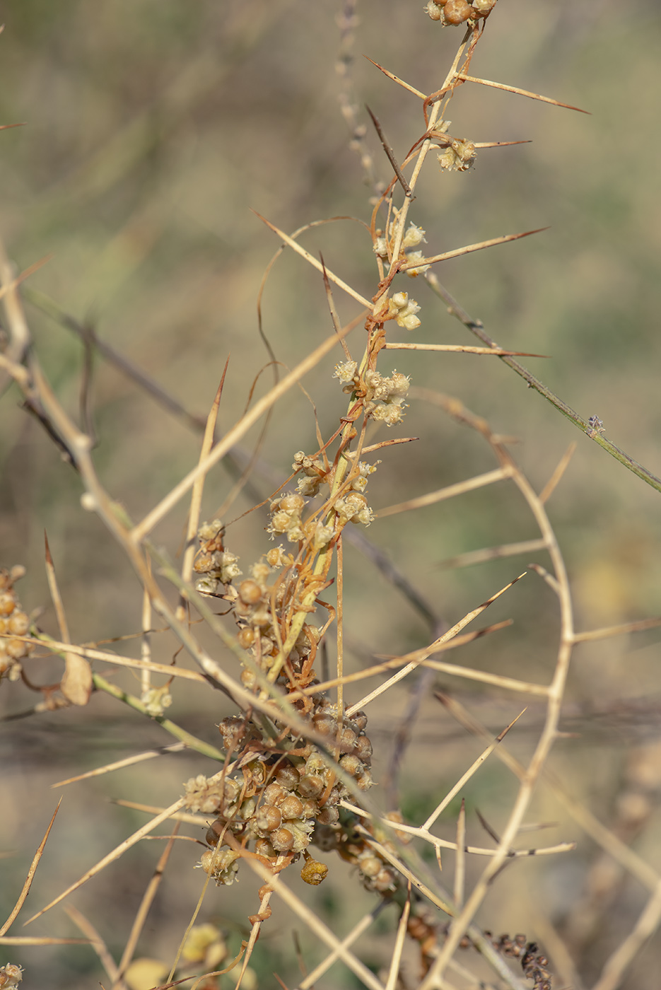 Image of Cuscuta campestris specimen.