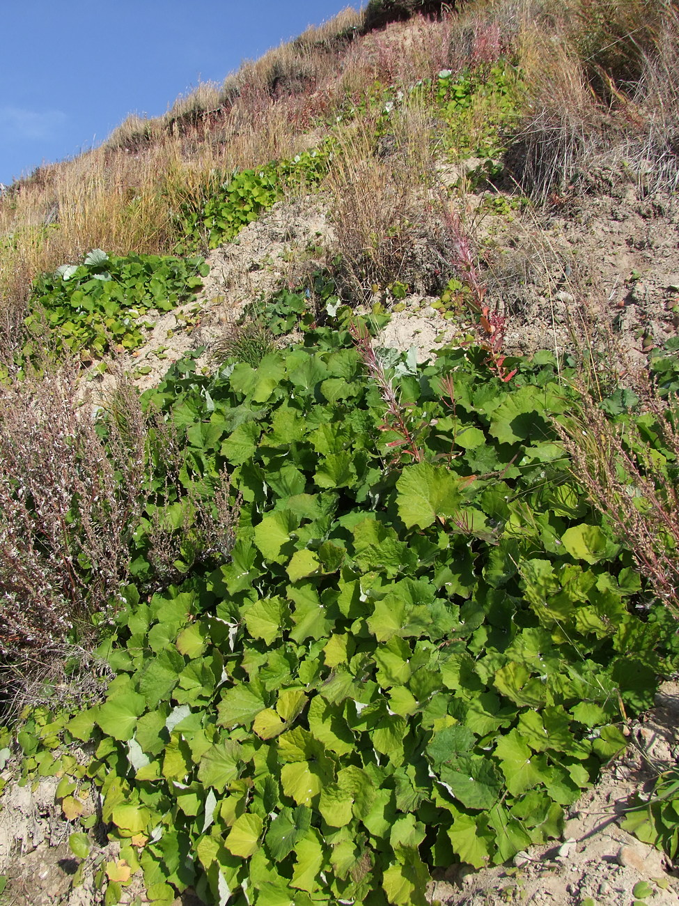 Image of Tussilago farfara specimen.