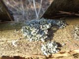 Physcia dubia