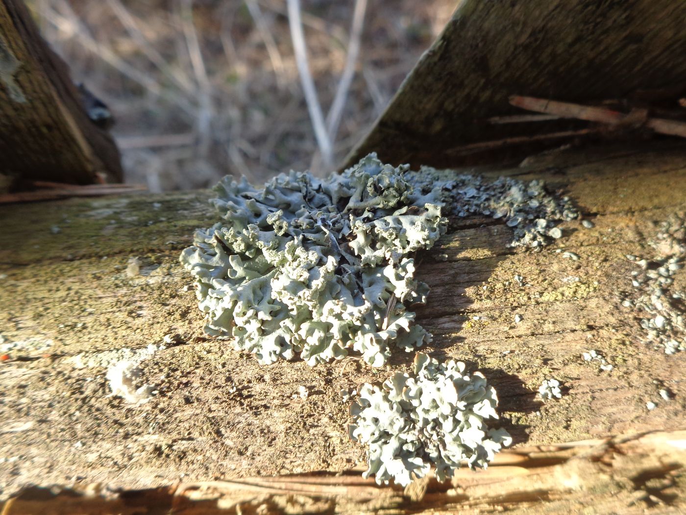 Image of Physcia dubia specimen.